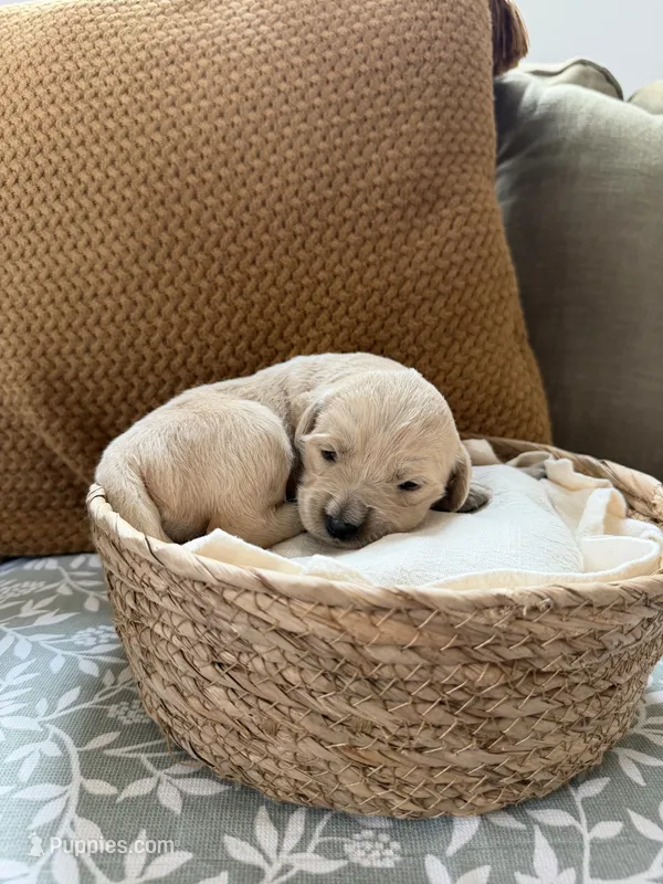 Daisy 🌼  – Goldendoodle, English Cream Golden Retriever puppy for sale in La Valle, WI