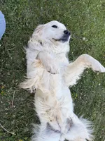 Sunshine ☀️ , a female Goldendoodle and English Cream Golden Retriever for sale in La Valle, WI – 4 of 4