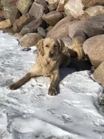 Scoopy, a male Goldendoodle and English Cream Golden Retriever for sale in La Valle, WI – 3 of 4