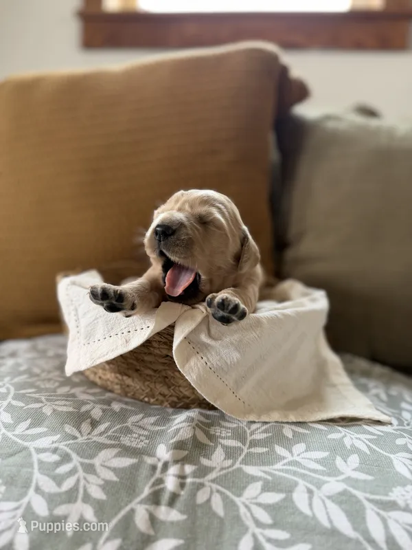 ChaCha  – Goldendoodle, English Cream Golden Retriever puppy for sale in La Valle, WI