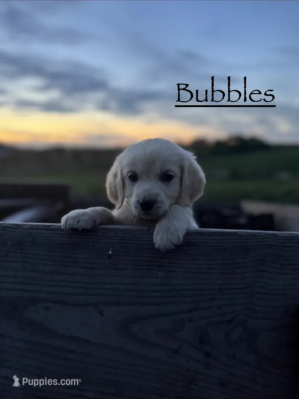 Bubbles 🫧 – Goldendoodle, English Cream Golden Retriever puppy for sale in La Valle, WI