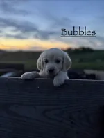 Bubbles 🫧, a female Goldendoodle and English Cream Golden Retriever for sale in La Valle, WI – 1 of 9