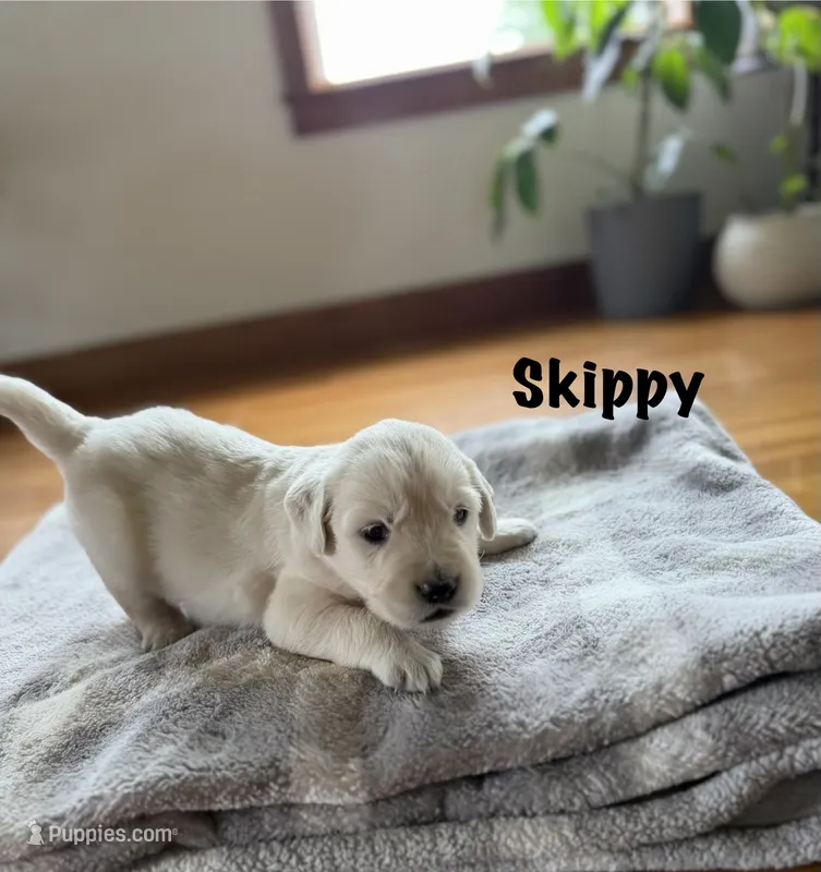 Skippy – Goldendoodle, English Cream Golden Retriever puppy for sale in La Valle, WI