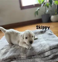Skippy, a male Goldendoodle and English Cream Golden Retriever for sale in La Valle, WI – 5 of 9