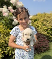 Skippy, a male Goldendoodle and English Cream Golden Retriever for sale in La Valle, WI – 3 of 9