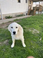 Skittles , a male Goldendoodle and English Cream Golden Retriever for sale in La Valle, WI – 4 of 4