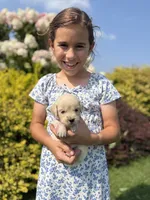 Bubbles 🫧, a female Goldendoodle and English Cream Golden Retriever for sale in La Valle, WI – 3 of 9