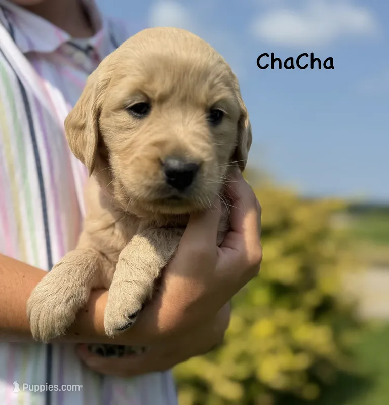 ChaCha  – Goldendoodle, English Cream Golden Retriever puppy for sale in La Valle, WI
