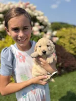 Skittles , a male Goldendoodle and English Cream Golden Retriever for sale in La Valle, WI – 3 of 10