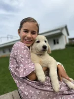 Duke, a male Goldendoodle and English Cream Golden Retriever for sale in La Valle, WI – 2 of 10