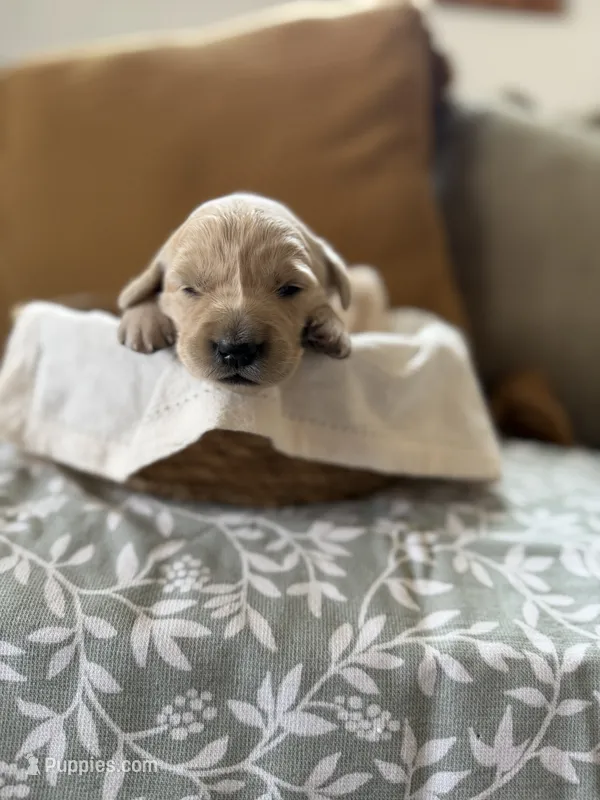 Sunshine ☀️  – Goldendoodle, English Cream Golden Retriever puppy for sale in La Valle, WI