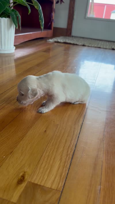 Bubbles 🫧, a female Goldendoodle and English Cream Golden Retriever for sale in La Valle, WI – 4 of 9