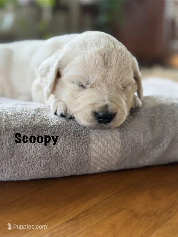 Scoopy – Goldendoodle, English Cream Golden Retriever puppy for sale in La Valle, WI