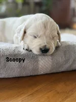 Scoopy, a male Goldendoodle and English Cream Golden Retriever for sale in La Valle, WI – 5 of 10