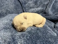 Skittles , a male Goldendoodle and English Cream Golden Retriever for sale in La Valle, WI – 1 of 4