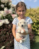 Scoopy, a male Goldendoodle and English Cream Golden Retriever for sale in La Valle, WI – 3 of 10