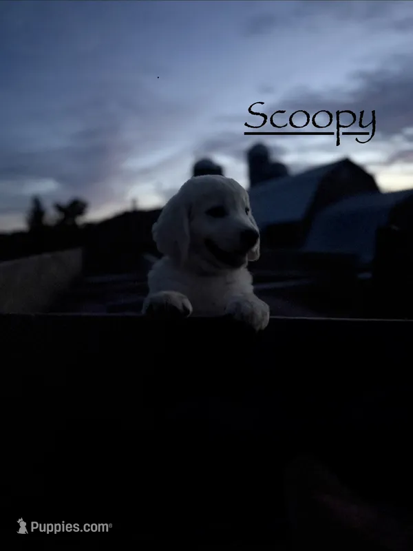 Scoopy – Goldendoodle, English Cream Golden Retriever puppy for sale in La Valle, WI