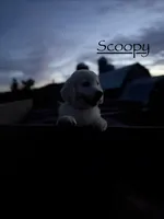 Scoopy, a male Goldendoodle and English Cream Golden Retriever for sale in La Valle, WI – 1 of 10