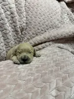 ChaCha , a female Goldendoodle and English Cream Golden Retriever for sale in La Valle, WI – 1 of 5