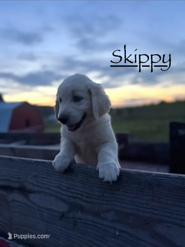 Skippy – Goldendoodle, English Cream Golden Retriever puppy for sale in La Valle, WI