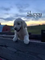 Skippy, a male Goldendoodle and English Cream Golden Retriever for sale in La Valle, WI – 1 of 9