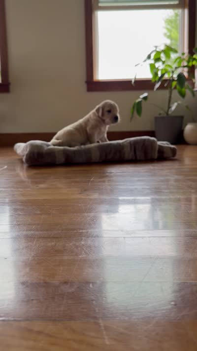 Skittles , a male Goldendoodle and English Cream Golden Retriever for sale in La Valle, WI – 4 of 10