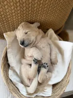 Skittles , a male Goldendoodle and English Cream Golden Retriever for sale in La Valle, WI – 5 of 10