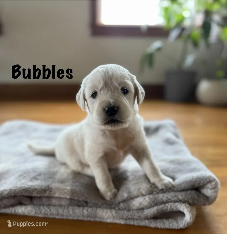 Bubbles 🫧 – Goldendoodle, English Cream Golden Retriever puppy for sale in La Valle, WI