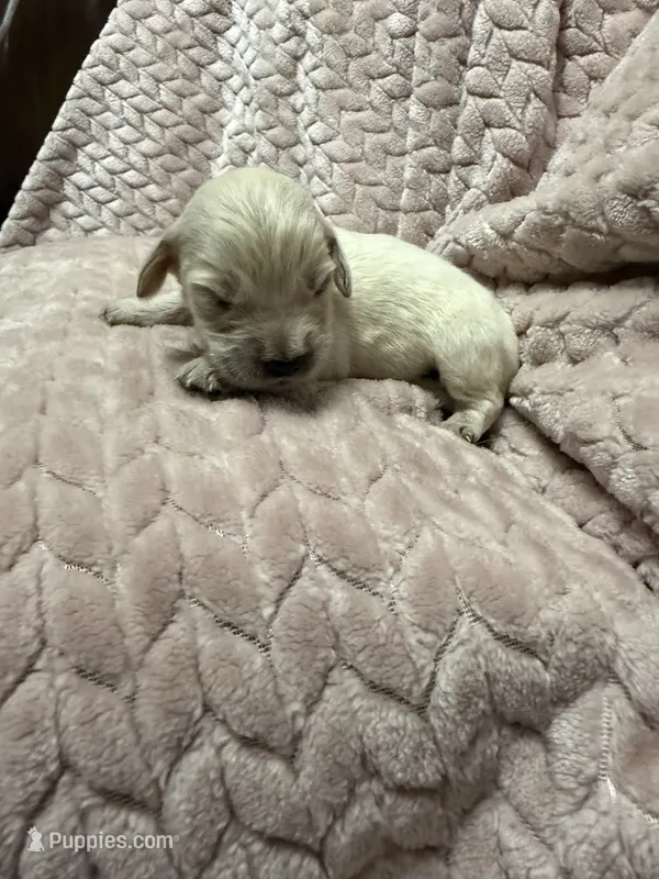 Bubbles 🫧 – Goldendoodle, English Cream Golden Retriever puppy for sale in La Valle, WI