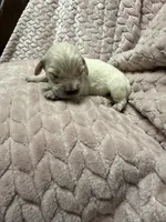 Bubbles 🫧, a female Goldendoodle and English Cream Golden Retriever for sale in La Valle, WI – 1 of 4