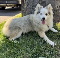 Twinkle, a female Pomsky for sale in La Verne, CA – 3 of 10