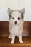 Twinkle, a female Pomsky for sale in La Verne, CA – 7 of 10