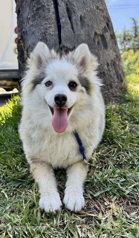 Twinkle – Pomsky puppy for sale in La Verne, CA