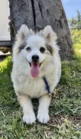 Twinkle, a female Pomsky for sale in La Verne, CA – 1 of 10