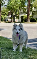 Twinkle, a female Pomsky for sale in La Verne, CA – 2 of 10
