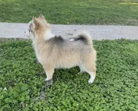 Twinkle, a female Pomsky for sale in La Verne, CA – 8 of 10
