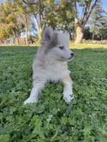Twinkle, a female Pomsky for sale in La Verne, CA – 9 of 10