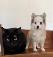 Twinkle, a female Pomsky for sale in La Verne, CA – 5 of 10