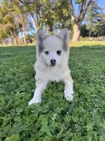Twinkle, a female Pomsky for sale in La Verne, CA – 10 of 10