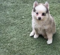 Twinkle, a female Pomsky for sale in La Verne, CA – 6 of 10