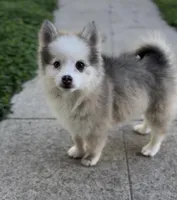 Twinkle, a female Pomsky for sale in La Verne, CA – 4 of 10