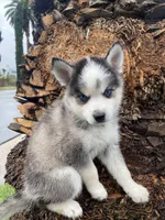 Arrow, a male Pomsky for sale in La Verne, CA – 4 of 6