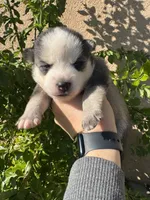 Arrow, a male Pomsky for sale in La Verne, CA – 6 of 6