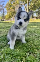 Arrow, a male Pomsky for sale in La Verne, CA – 5 of 6