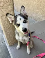 Arrow, a male Pomsky for sale in La Verne, CA – 3 of 6