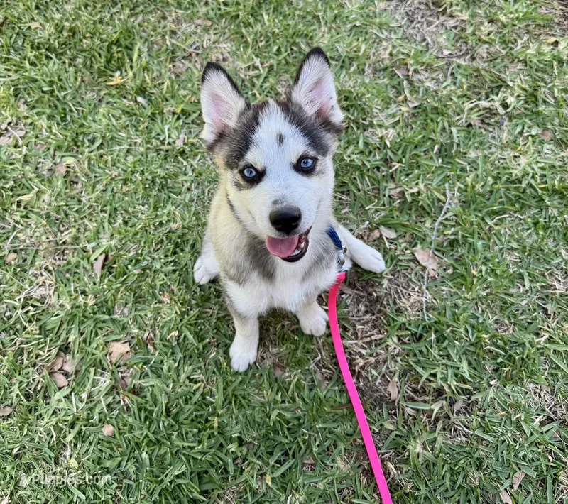 Arrow – Pomsky puppy for sale in La Verne, CA