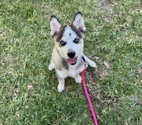 Arrow, a male Pomsky for sale in La Verne, CA – 1 of 6