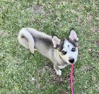 Arrow, a male Pomsky for sale in La Verne, CA – 2 of 6