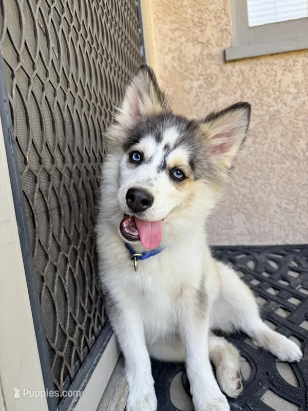 Love Bug – Pomsky puppy for sale in La Verne, CA