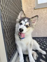 Love Bug, a female Pomsky for sale in La Verne, CA – 1 of 7